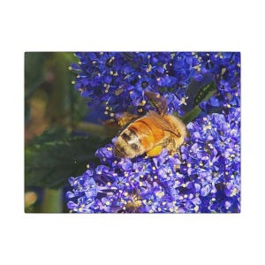 Honeybee on Ceanothus Wall Art | Bee on flower photo
