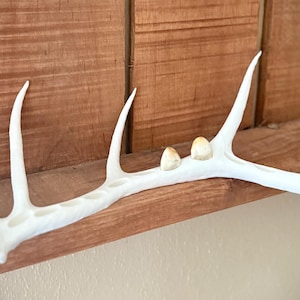 Elk Antler & Ivory Display – Natural Rustic Cabin Decor, Mounted Antler Collection, Handcrafted Wildlife Accent