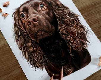 Pet Portrait, Coloured Pencil