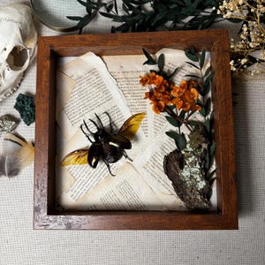 Framed Atlas Beetle Art – Antique German Book Page, Dried Florals & Bark, Natural History Decor, Entomology Art, Curiosities, Shadow Box