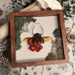 Framed Long-Arm Scarab Beetle | Shadowbox | Insect Art