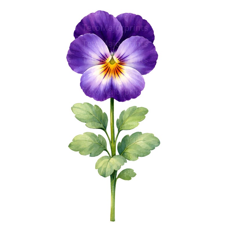 May include: Watercolor illustration of a pansy flower. The flower has deep purple petals with a yellow and orange center. The stem is green with green leaves. The image is on a white background.