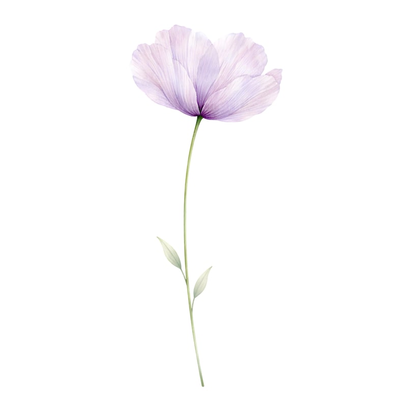 May include: A delicate watercolor illustration of a single flower. The flower has soft, translucent lavender petals and a slender green stem with two small leaves. The background is plain white, highlighting the flower's gentle beauty.