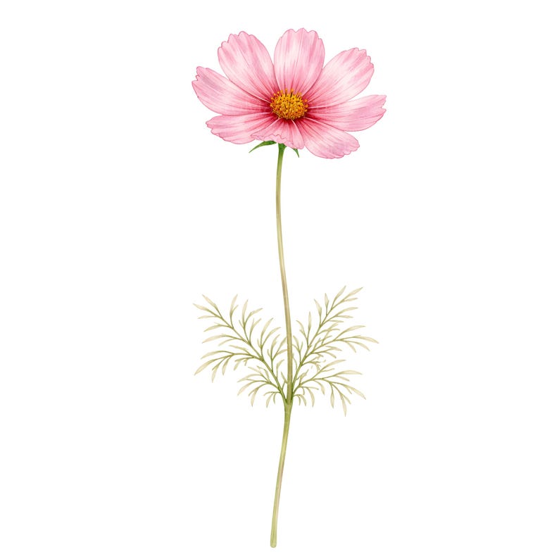 May include: A watercolor illustration of a single pink cosmos flower with a yellow center. The flower is in full bloom, with delicate petals and a long, slender green stem. The stem has a few green leaves near the base.