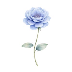 May include: Watercolor illustration of a single, light blue flower with multiple layered petals. The flower sits atop a slender, green stem with two pale green leaves. The background is plain white.