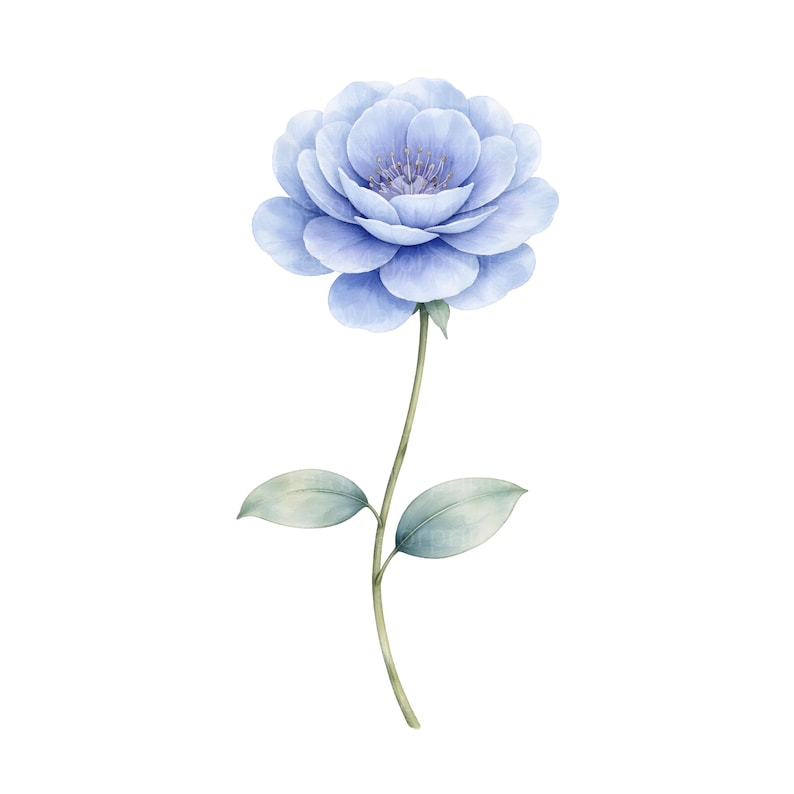 May include: Watercolor illustration of a single, light blue flower with multiple layered petals. The flower sits atop a slender, green stem with two pale green leaves. The background is plain white.
