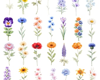 28 Wildblumen PNG Bundle Aquarell Botanische Blumen Clipart Designs