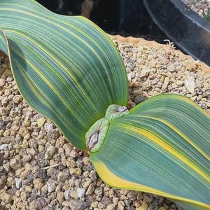 Könnte beinhalten: Nahaufnahme einer Pflanze mit großen, grünen Blättern mit gelben Streifen. Die Blätter sind breit und leicht gebogen, mit einer glatten Textur. Die Pflanze steht vor einem Hintergrund aus kleinen, hellfarbigen Kieselsteinen, was auf einen Garten oder Topf hindeutet.