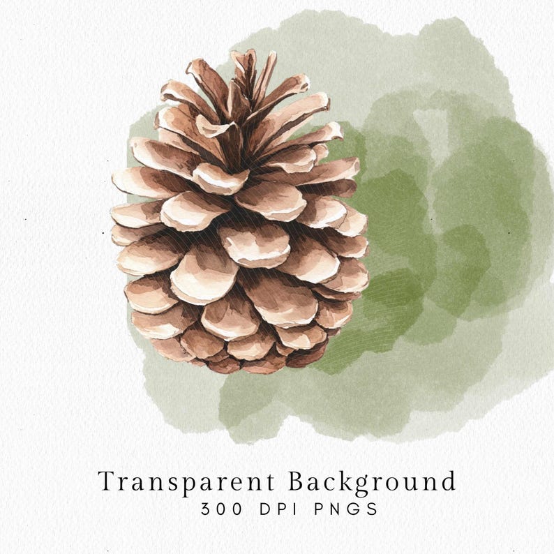 May include: Watercolor illustration of a brown pine cone with white accents, set against a soft green watercolor wash. The image includes the text "Transparent Background" and "300 DPI PNGS".