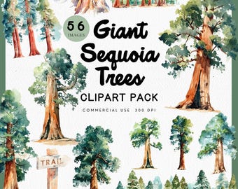 Watercolor Giant Sequoia Tree Clipart for Invitation, Giant Red Wood Tree PNG, Yosemite Outdoor Lover, Oh Baby Let the Adventure Begin