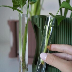 May include: Clear glass test tubes holding plant cuttings with visible roots. The test tubes are filled with water and are placed in front of a green ribbed planter. The image showcases a propagation setup, ideal for plant enthusiasts.
