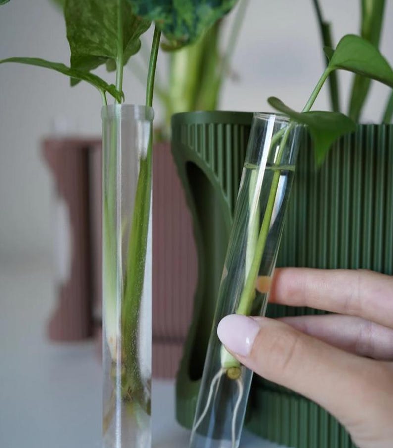 May include: Clear glass test tubes holding plant cuttings with visible roots. The test tubes are filled with water and are placed in front of a green ribbed planter. The image showcases a propagation setup, ideal for plant enthusiasts.