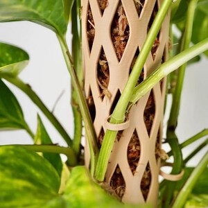 May include: A beige plant support pole with a diamond-shaped lattice design. The pole is filled with brown moss and supports the green stems and leaves of a houseplant. The plant has yellow and green variegated leaves.