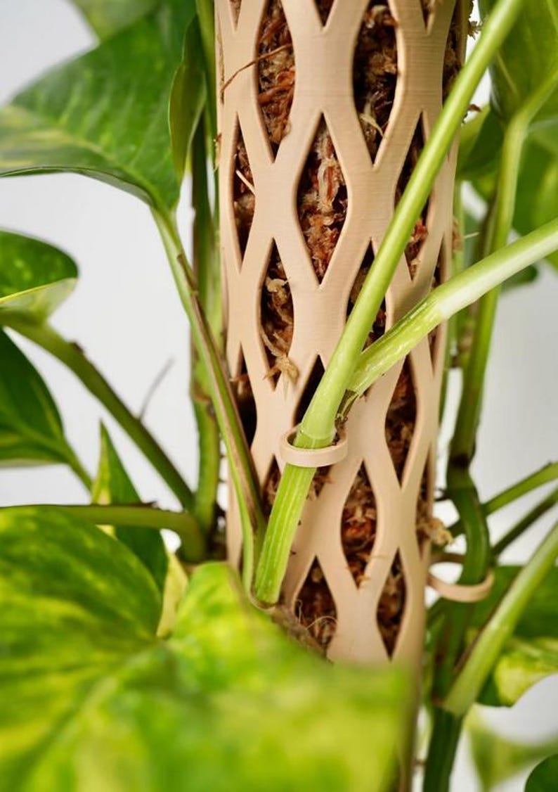 May include: A beige plant support pole with a diamond-shaped lattice design. The pole is filled with brown moss and supports the green stems and leaves of a houseplant. The plant has yellow and green variegated leaves.