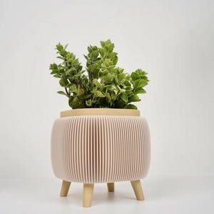 May include: A decorative, light pink planter with a ribbed design and three wooden legs. The planter holds a vibrant green plant with small leaves. The top rim of the planter is a light beige color, creating a contrast with the pink body.
