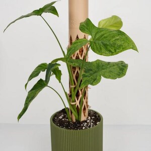 May include: A potted plant with large, green leaves and a patterned texture. The plant is in a ribbed, olive-green pot with a matching saucer. A beige moss pole supports the plant's growth, with the text "mos duc" visible.