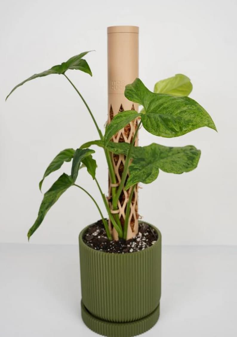 May include: A potted plant with large, green leaves and a patterned texture. The plant is in a ribbed, olive-green pot with a matching saucer. A beige moss pole supports the plant's growth, with the text "mos duc" visible.