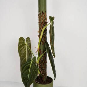 May include: A green plant support pole with a diamond-patterned mesh, holding a large-leafed plant. The plant has dark green leaves with prominent veins. The pole is in a matching green pot, creating a cohesive look for indoor gardening.