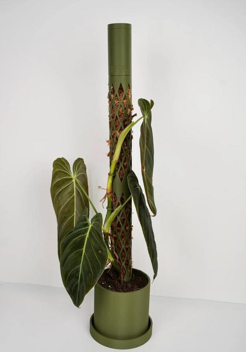 May include: A green plant support pole with a diamond-patterned mesh, holding a large-leafed plant. The plant has dark green leaves with prominent veins. The pole is in a matching green pot, creating a cohesive look for indoor gardening.