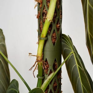 May include: Close-up of a green plant stem with visible roots and a support pole. The pole is a dark green, lattice-style structure filled with brown moss. Large, dark green leaves with prominent veins are also visible.