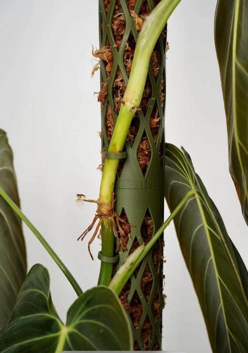 May include: Close-up of a green plant stem with visible roots and a support pole. The pole is a dark green, lattice-style structure filled with brown moss. Large, dark green leaves with prominent veins are also visible.