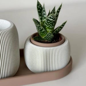May include: A small potted succulent plant with green and white speckled leaves sits in a white, ribbed ceramic pot. The pot rests on a matching tray. The pot has a light brown interior.