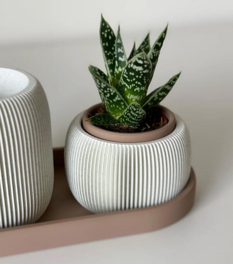 May include: A small potted succulent plant with green and white speckled leaves sits in a white, ribbed ceramic pot. The pot rests on a matching tray. The pot has a light brown interior.