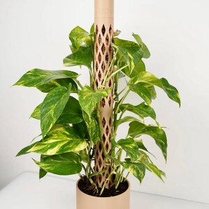 May include: A potted plant with vibrant green and yellow leaves, supported by a beige trellis. The plant is in a beige pot with a matching saucer. The trellis has a diamond-shaped pattern.