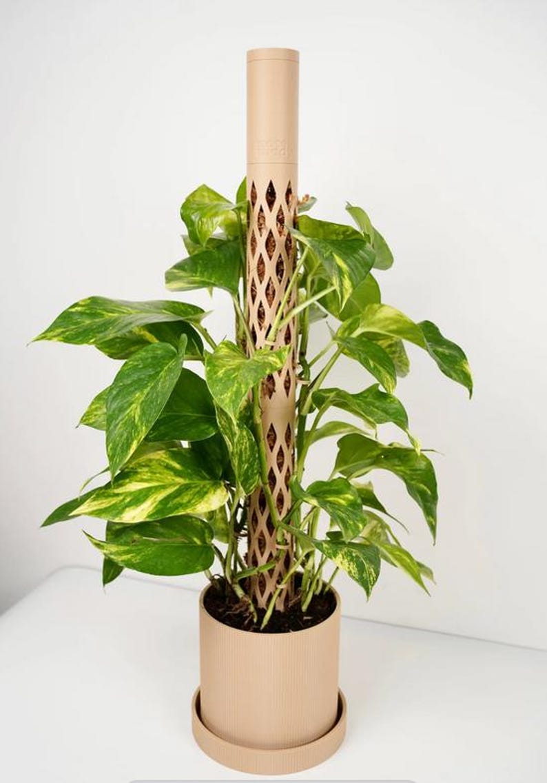 May include: A potted plant with vibrant green and yellow leaves, supported by a beige trellis. The plant is in a beige pot with a matching saucer. The trellis has a diamond-shaped pattern.