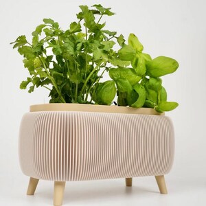 May include: A light pink, ribbed planter with four wooden legs, holding fresh green herbs. The planter has a light beige top section. The herbs include cilantro and basil, showcasing a modern design for indoor gardening.