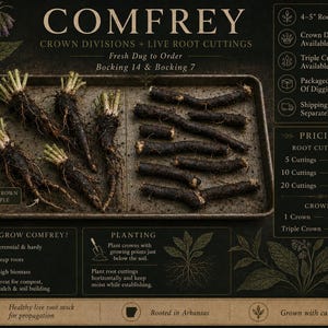 May include: A metal tray containing dark brown comfrey root cuttings and crown divisions. The text reads Comfrey, Crown Divisions + Live Root Cuttings, Bocking 14 & Bocking 7, 4-5 inch root cuttings, and Triple Crown Example with an arrow pointing to a root.