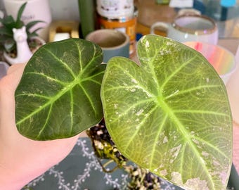 Alocasia Regal Shield Albo Corm - Etsy