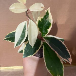 Hoya Albo Marginata