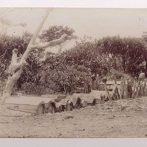 May include: A sepia photograph depicting a landscape with several rectangular structures with sloped roofs, possibly coffins or storage units. A weathered tree trunk and branches are in the foreground, with dense foliage and a fence in the background.