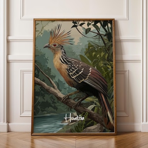 Poster incorniciato Hoatzin Wall Art – Decorazione con uccelli esotici per cameretta o asilo nido, stampa di fauna selvatica tropicale, idea regalo ispirata alla natura