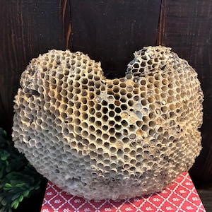 ハチの巣 標本 自然素材　スズメバチの巣 Paper wasp nest - Etsy 日本
