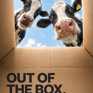 K&ouml;nnte beinhalten: Das Innere eines Kartons mit Blick auf zwei schwarz-wei&szlig;e K&uuml;he vor blauem Himmel. Text: OUT OF THE BOX. Fresh milk, straight from the farm. No middlemen, no long shelf lives, no surprises. DELIVERED FRESH EVERY MORNING - SINCE 2022. PASTURE & CO. FIND US IN STORES PASTUREANDCO.FARM FARM-TO-BOTTLE DAIRY COW-TO-CUSTOMER EST. 2022.
