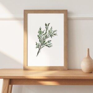 May include: A framed botanical print featuring a detailed watercolor illustration of a juniper branch with green needles and small blue berries. The artwork is set in a light brown wooden frame, displayed on a wooden table. The overall aesthetic is natural and minimalist.