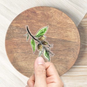 ピーカンステッカー テキサス州の木のステッカー ノートパソコン用の植物ステッカー ウォーターボトル用のかわいいステッカー 透明な背景のピーカンの木のステッカー