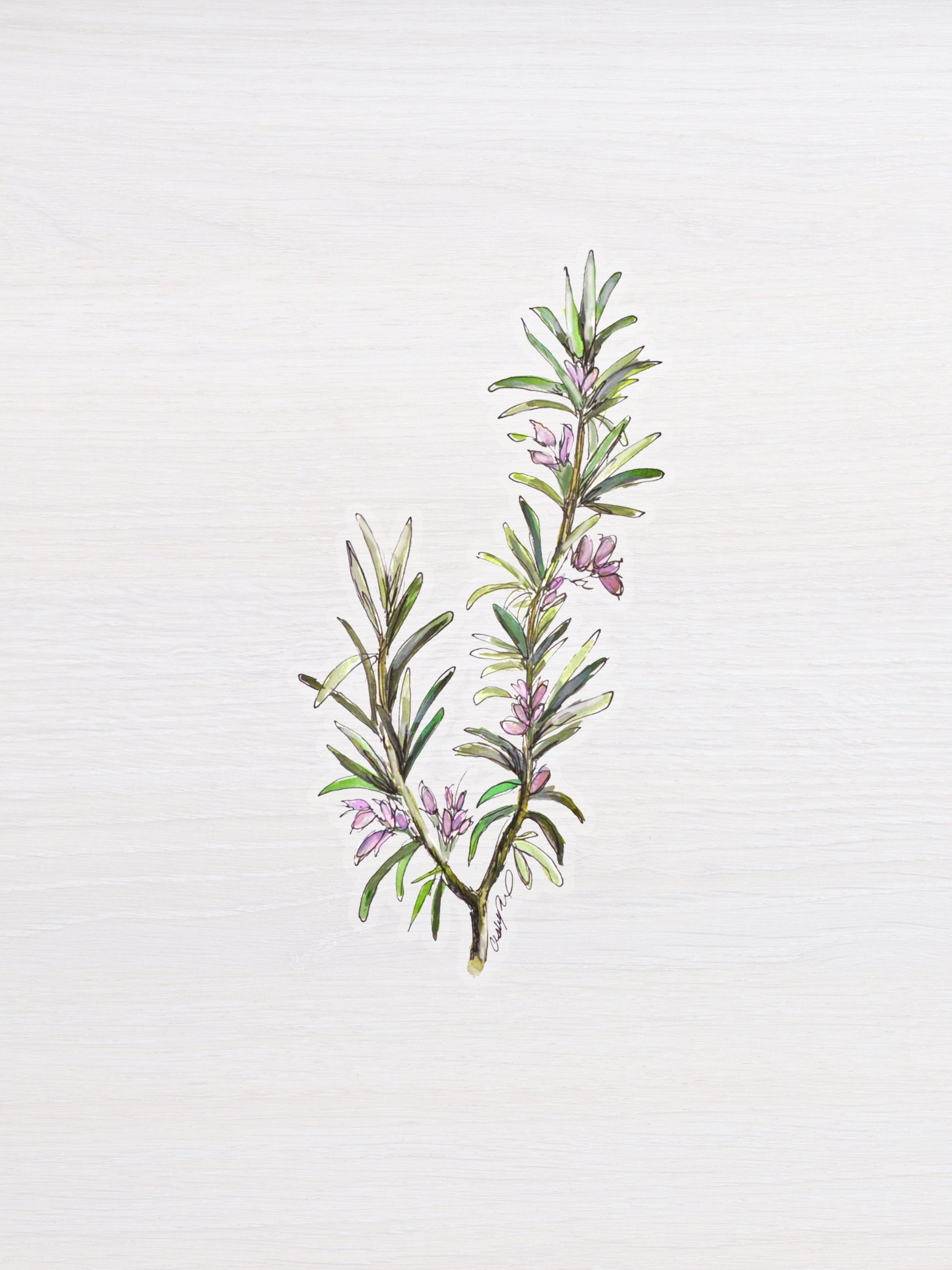 Rosemary Sticker Rosemary Sticker, Original Art Stickers, Flower Sticker, Minimalist ...