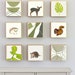 see more listings in the Forest Nursery : Blocks section