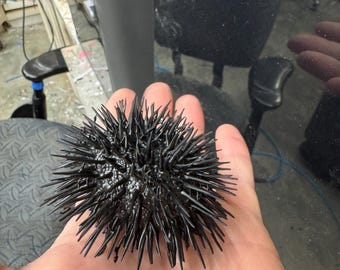 Könnte beinhalten: Ein kugelförmiges Seeigel-Exemplar mit einem dichten Büschel langer, scharfer, schwarzer Stacheln, die von einem zentralen, texturierten, dunklen Kern ausgehen. Das Objekt zeigt eine starre, radiale Struktur mit zahlreichen spitzen Fortsätzen.