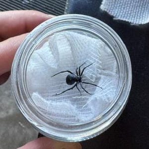 May include: A small black spider with a rounded abdomen and eight thin legs positioned on a piece of white, textured gauze inside a clear, circular glass container with a visible rim and transparent lid.