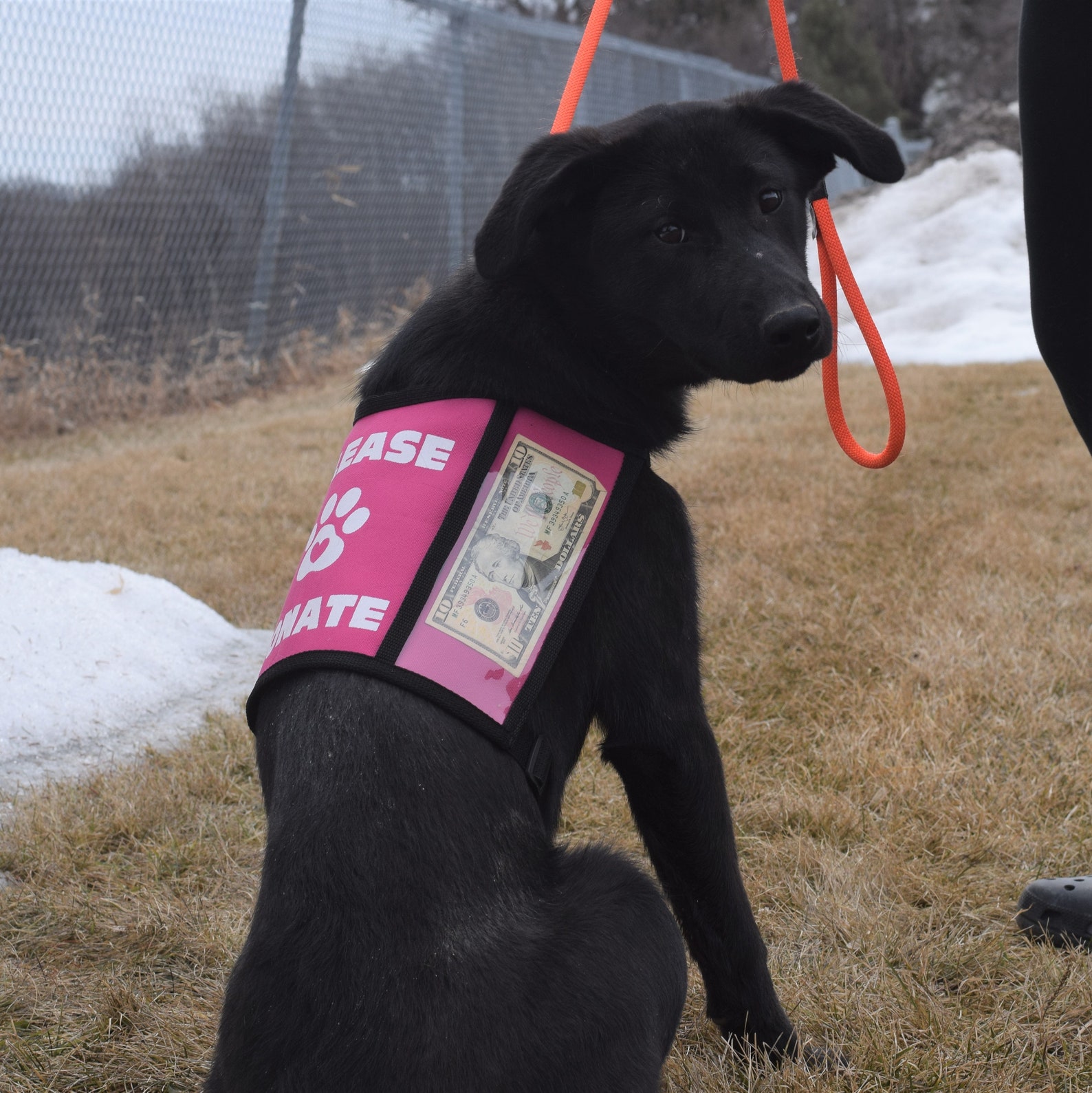 Dog Donation Vest Medium Etsy