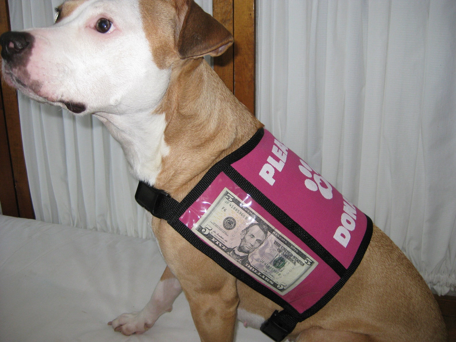 Dog Donation Vest Medium Etsy