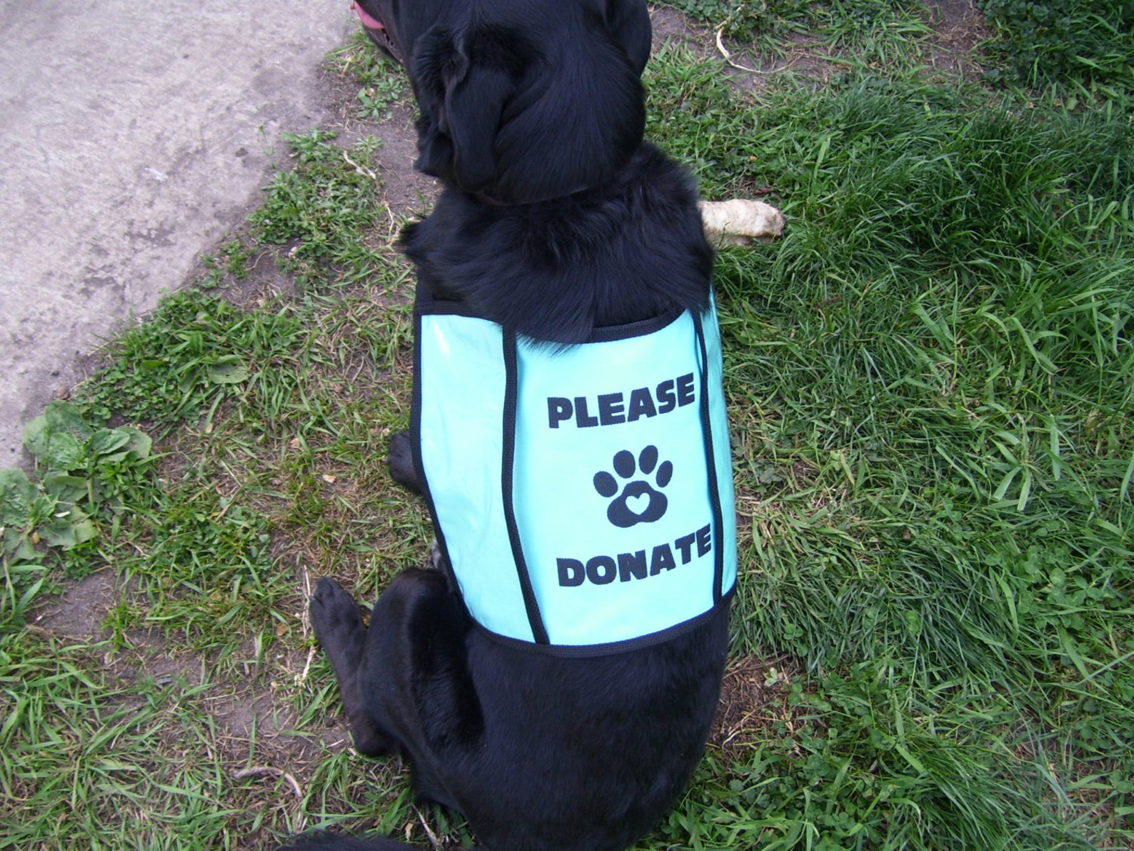 Dog Donation Vest Large Etsy