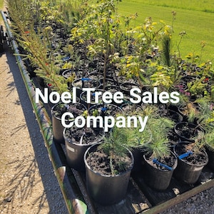 Trees For Sale. Pine Trees Red Black White Bur Oak Silver Maple Potted Pots Black Walnut Cedar Hybrid Poplar Saplings Trees Leaf Landscape