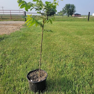 May include: A young sapling with a thin, straight brown trunk and green leaves planted in a black plastic nursery pot. The plant features a slender stem extending upward from the soil, with a cluster of foliage at the top, standing upright.