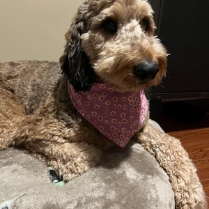 Dog Bandana