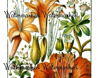 Antique Botanical Artwork #8. Digital Download